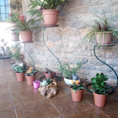 Indoor Plants in Kenya