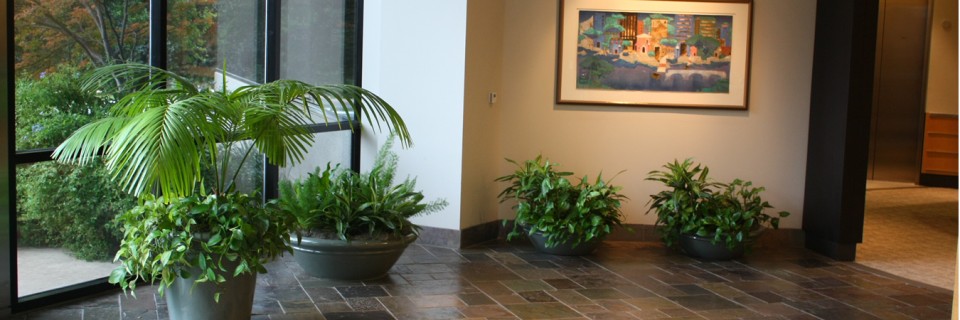 We provide you with different varieties of indoor plants 